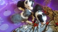 Border Collie Puppies for sale in Williston, FL 32696, USA. price: NA