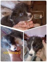Border Collie Puppies for sale in Calhan, CO 80808, USA. price: NA