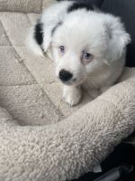 Border Collie Puppies for sale in 2510 E 6th St, Los Angeles, CA 90023, USA. price: NA