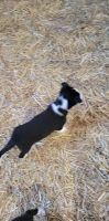 Border Collie Puppies for sale in New London, MN, USA. price: NA