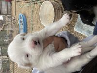 Border Collie Puppies for sale in El Paso, TX, USA. price: NA