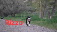 Border Collie Puppies for sale in St Anthony, ID 83445, USA. price: NA