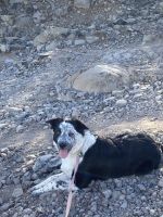 Border Collie Puppies for sale in Phoenix, AZ, USA. price: NA