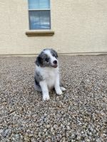Border Collie Puppies for sale in Avondale, AZ, USA. price: NA