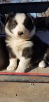 Border Collie Puppies for sale in Anthony, KS 67003, USA. price: NA
