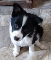 Border Collie Puppies for sale in Hemlock, NY 14466, USA. price: NA