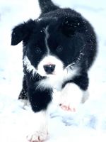 Border Collie Puppies for sale in Roberts, ID 83444, USA. price: NA