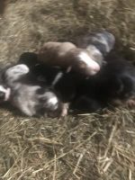 Border Collie Puppies for sale in Reedsville, WI 54230, USA. price: NA