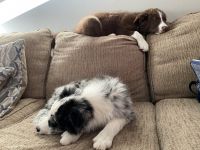 Border Collie Puppies for sale in Flat Rock, MI, USA. price: NA