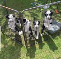Border Collie Puppies for sale in 203 US-1, Norlina, NC 27563, USA. price: NA