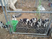 Border Collie Puppies for sale in Toppenish, WA 98948, USA. price: NA