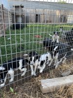 Border Collie Puppies for sale in Axtell, KS 66403, USA. price: NA