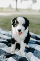 Border Collie Puppies for sale in Morton, IL, USA. price: NA