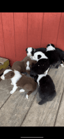 Border Collie Puppies for sale in Nipomo, CA 93444, USA. price: NA