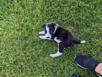 Border Collie Puppies for sale in Wellington, CO 80549, USA. price: NA