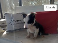 Border Collie Puppies for sale in Talco, TX 75487, USA. price: NA