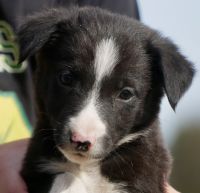 Border Collie Puppies for sale in Valley Mills, TX 76689, USA. price: NA