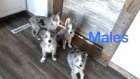 Border Collie Puppies for sale in Park Rapids, MN 56470, USA. price: NA