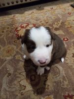 Border Collie Puppies for sale in Boone County, WV, USA. price: NA