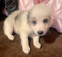 Border Collie Puppies for sale in Metairie, LA, USA. price: $500