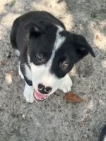 Border Collie Puppies for sale in Middleburg, FL 32068, USA. price: $500