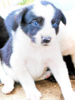 Border Collie Puppies for sale in Bonne Terre, MO 63628, USA. price: $400