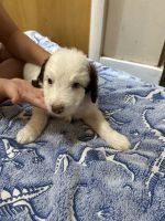 Border Collie Puppies for sale in Boise, ID 83705, USA. price: $500