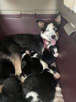 Border Collie Puppies for sale in Temecula, CA, USA. price: $1,000