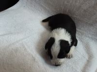 Border Collie Puppies for sale in Baker, FL 32531, USA. price: $750