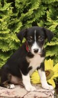 Border Collie Puppies for sale in Albany, NY, USA. price: $300