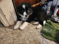 Border Collie Puppies for sale in Portland, OR, USA. price: $95,000