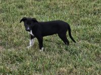 Border Collie Puppies for sale in Harlowton, MT 59036, USA. price: $200