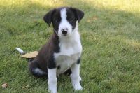 Border Collie Puppies for sale in Pierson, MB R0M 1S0, Canada. price: $500