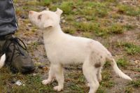 Border Collie Puppies for sale in Collinsville, AL 35961, USA. price: $500