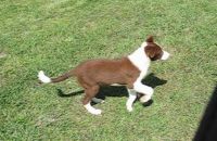 Border Collie Puppies for sale in Lancing, TN 37770, USA. price: $400