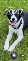 Border Collie Puppies for sale in Clayton, NC, USA. price: $500