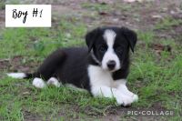 Border Collie Puppies for sale in Timpson, TX 75975, USA. price: $200