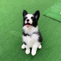 Border Collie Puppies for sale in Florida City, FL, USA. price: $650