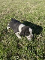 Border Collie Puppies for sale in Alma, AR 72921, USA. price: NA