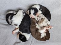 Border Collie Puppies for sale in Sterling, KS 67579, USA. price: $1,000