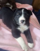 Border Collie Puppies for sale in Iona, MN 56141, USA. price: NA