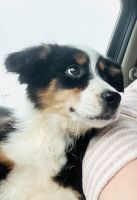 Border Collie Puppies for sale in Correctionville, IA 51016, USA. price: $125