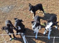 Border Collie Puppies for sale in Suffolk, VA, USA. price: $500