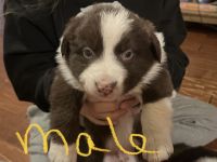 Border Collie Puppies for sale in Rancho Cucamonga, CA, USA. price: $600