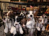 Border Collie Puppies for sale in Atwater, OH 44201, USA. price: NA