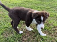 Border Collie Puppies for sale in Folsom, California. price: $900