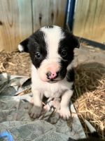 Border Collie Puppies for sale in Jasper, Missouri. price: $400