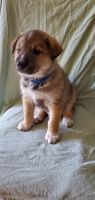 Border Collie Puppies for sale in Oregon City, Oregon. price: $30,000