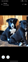 Border Collie Puppies for sale in Sherman, Texas. price: $7,500