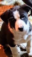 Border Collie Puppies for sale in Sherman, Texas. price: $150